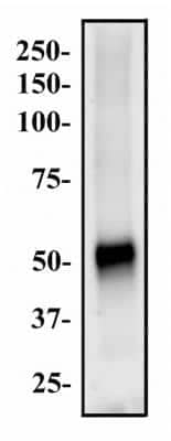 Western Blot: ABCG8 Antibody [NB400-117]