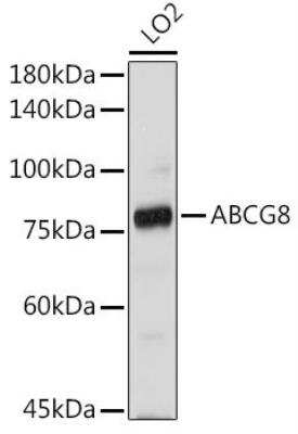 Western Blot: ABCG8 AntibodyBSA Free [NBP2-92641]