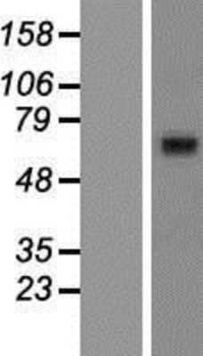 Western Blot: ABCG8 Overexpression Lysate [NBP2-06444]