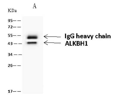 Immunoprecipitation: ABH1 Antibody [NBP2-98658]