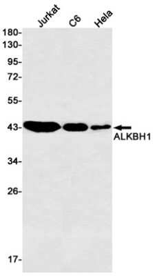 Western Blot: ABH1 Antibody (S04-4C5) [NBP3-14988]