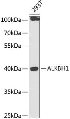 Western Blot: ABH1 AntibodyBSA Free [NBP2-92691]