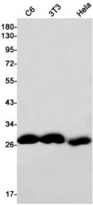 Western Blot: ABH2 Antibody (S05-5H7) [NBP3-14989]