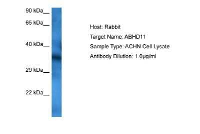 Western Blot: ABHD11 Antibody [NBP2-86938]