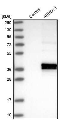 Western Blot: ABHD13 Antibody [NBP1-88978]