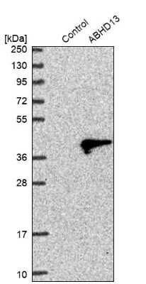 Western Blot: ABHD13 Antibody [NBP2-38205]