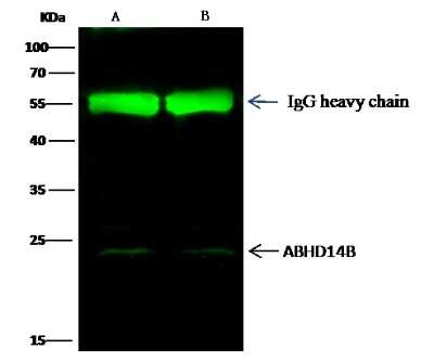 Immunoprecipitation: ABHD14B Antibody (011) [NBP2-90260]