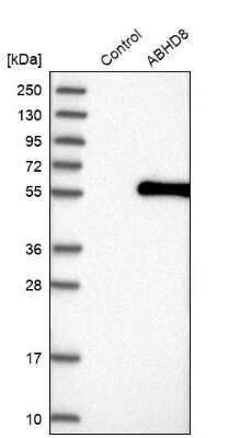 Western Blot: ABHD8 Antibody [NBP1-83728]