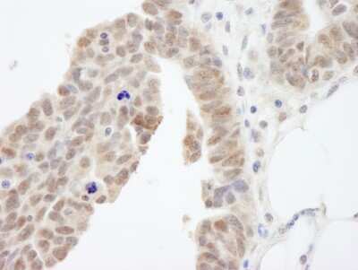 Immunohistochemistry-Paraffin: ABI1 Antibody [NB100-59845]