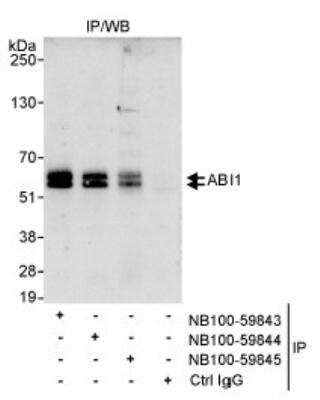 Immunoprecipitation: ABI1 Antibody [NB100-59843]