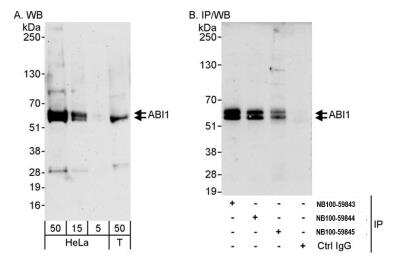 Western Blot: ABI1 Antibody [NB100-59845]