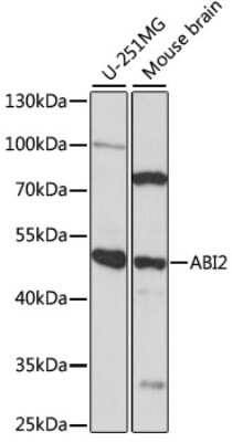 Western Blot: ABI2 AntibodyAzide and BSA Free [NBP2-92201]