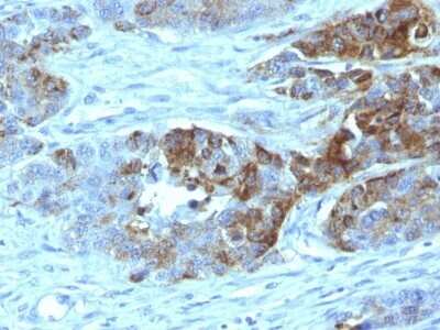 Immunohistochemistry-Paraffin: ABO, Blood Group H Antigen Antibody (19-OLE) - Azide and BSA Free [NBP2-47867]