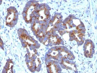 Immunohistochemistry-Paraffin: ABO, Blood Group A Antigen Antibody (HE-10) - Azide and BSA Free [NBP2-47871]