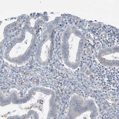 Immunohistochemistry-Paraffin: ABP1/AOC1 Antibody [NBP1-89068]