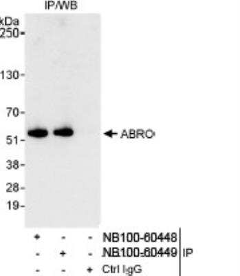 Western Blot: ABRO Antibody [NB100-60449]