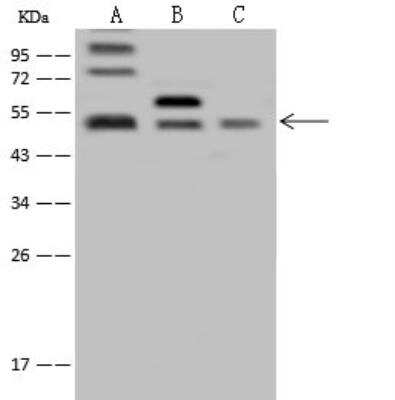 Western Blot: ABRO Antibody [NBP2-97533]