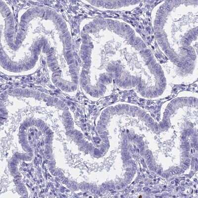 Immunohistochemistry-Paraffin: REXO5 Antibody [NBP1-92076]