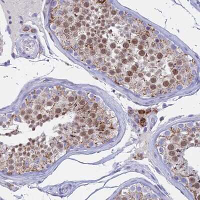 Immunohistochemistry-Paraffin: REXO5 Antibody [NBP1-92076]