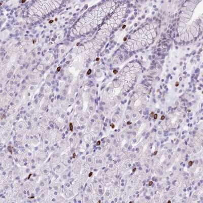 Immunohistochemistry-Paraffin: BHMG1 Antibody [NBP2-14684]