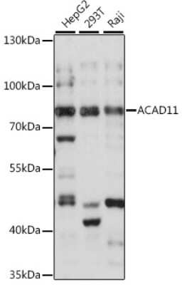 Western Blot: ACAD11 AntibodyAzide and BSA Free [NBP2-92304]