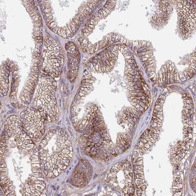 Immunohistochemistry-Paraffin: ACAD8 Antibody [NBP2-47559]