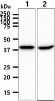 Western Blot: ACADS Antibody (8B10)BSA Free [NBP2-59496]