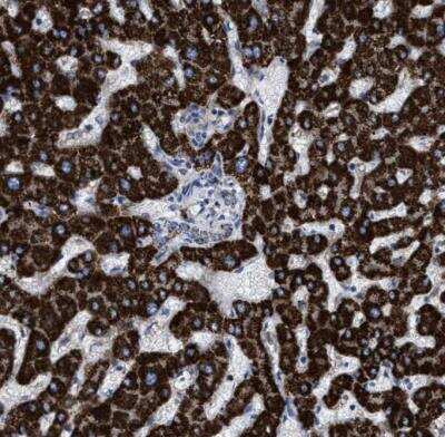 Immunohistochemistry-Paraffin: ACADS Antibody [NBP1-89290]
