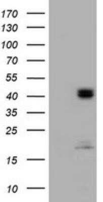 Western Blot: ACADS Antibody (OTI1D2)Azide and BSA Free [NBP2-70061]