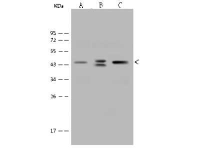 Western Blot: ACADS Antibody [NBP2-99338]