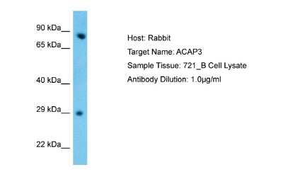 Western Blot: ACAP3 Antibody [NBP2-86942]