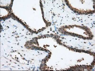 Immunohistochemistry-Paraffin: ACAT2 Antibody (OTI3E2) [NBP2-02588]