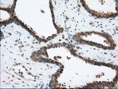 Immunohistochemistry: ACAT2 Antibody (OTI3E2) - Azide and BSA Free [NBP2-70068]