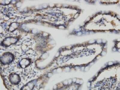 Immunohistochemistry-Paraffin: ACBD3 Antibody (2G2) [H00064746-M01]