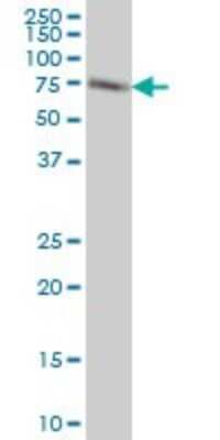 Western Blot: ACBD3 Antibody (2G2) [H00064746-M01]