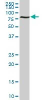 Western Blot: ACBD3 Antibody (2G2) [H00064746-M01]