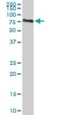 Western Blot: ACBD3 Antibody (2G2) [H00064746-M01]