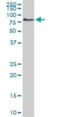 Western Blot: ACBD3 Antibody (2G2) [H00064746-M01]