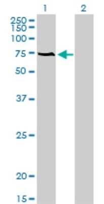 Western Blot: ACBD3 Antibody (2G2) [H00064746-M01]