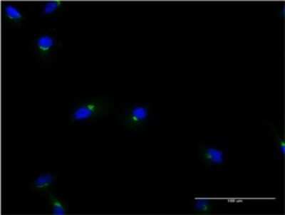 Immunocytochemistry/ Immunofluorescence: ACBD3 Antibody (2H2) [H00064746-M02]