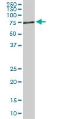 Western Blot: ACBD3 Antibody (2H2) [H00064746-M02]