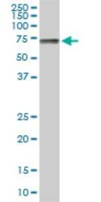 Western Blot: ACBD3 Antibody (2H2) [H00064746-M02]