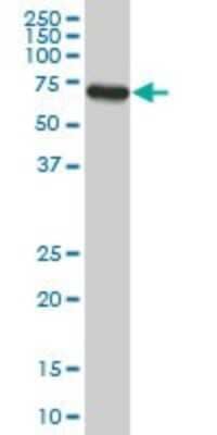 Western Blot: ACBD3 Antibody (2H2) [H00064746-M02]