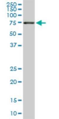 Western Blot: ACBD3 Antibody (2H2) [H00064746-M02]