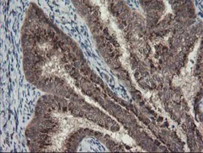 Immunohistochemistry-Paraffin: ACBD3 Antibody (OTI3A1) [NBP2-03720]