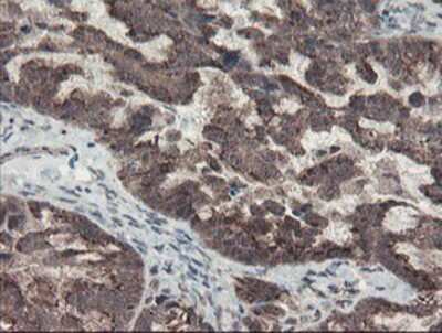 Immunohistochemistry-Paraffin: ACBD3 Antibody (OTI3A1) [NBP2-03720]