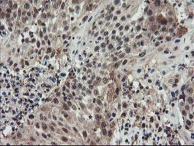 Immunohistochemistry-Paraffin: ACBD3 Antibody (OTI3A1) [NBP2-03720]