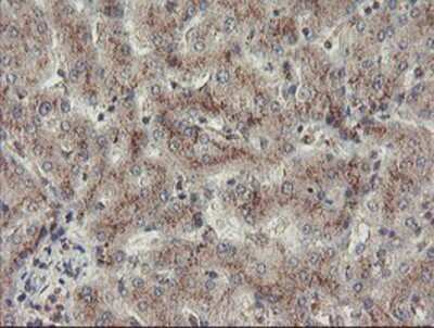 Immunohistochemistry-Paraffin: ACBD3 Antibody (OTI3A1) [NBP2-03720]