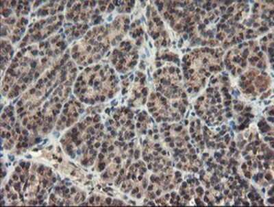 Immunohistochemistry-Paraffin: ACBD3 Antibody (OTI3A1) [NBP2-03720]