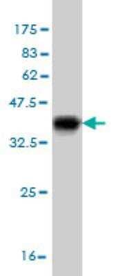 Western Blot: ACBD3 Antibody (5F12) [H00064746-M03-100ug]